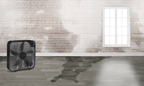 Best Flood damage cleanup  in Aurora, OH